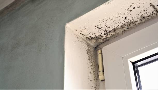 Best Asbestos and Lead Testing During Mold Inspection  in , ID