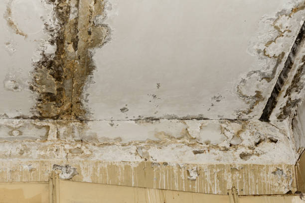 Best Mold Prevention Services  in , ID